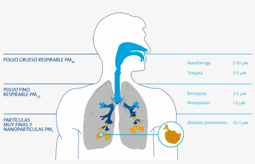 Partículas En Las Vías Respiratorias - Illustration, transparent png download