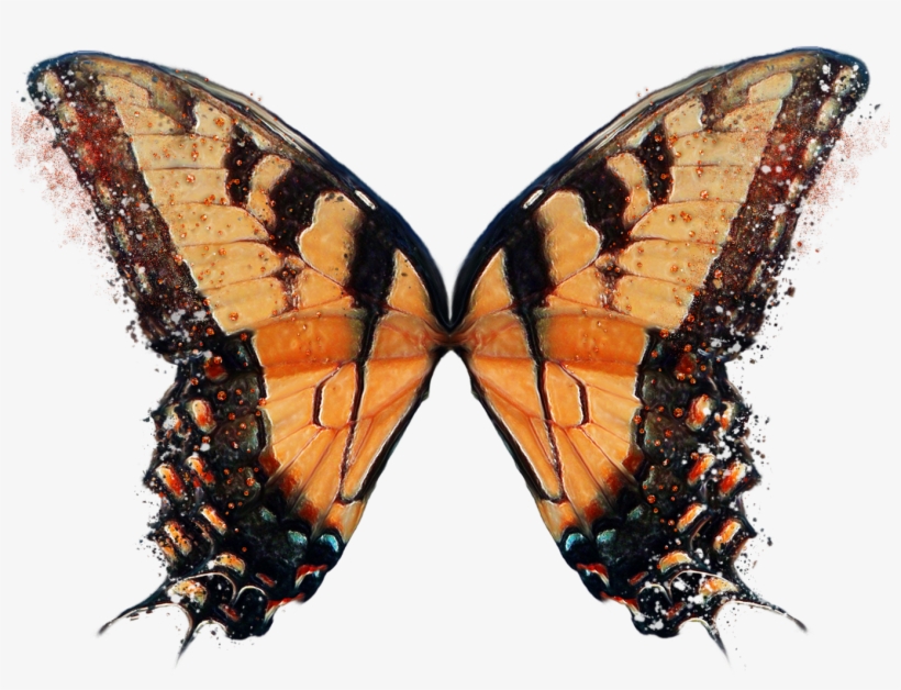 Butterfly Alas En Png - Iphone, transparent png download