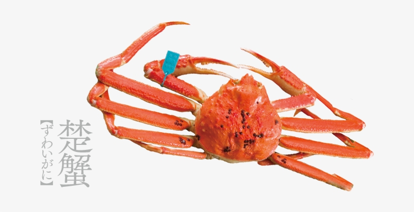 Kano-gani, Or The Snow Crab, One Of The Most Known - Kanazawa, transparent png download