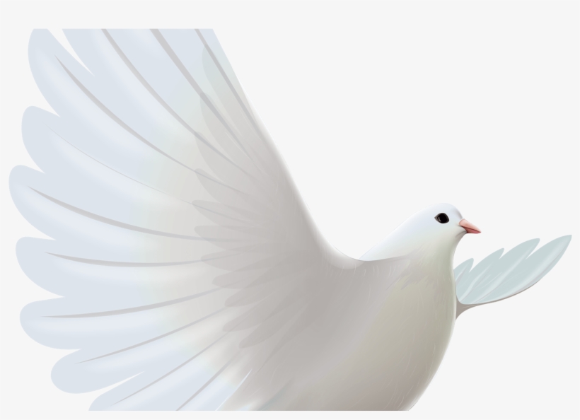 White Dove Transparent Png Clipart Cerebro Pinterest - Sorry To Hear About Your Loss Bro, transparent png download