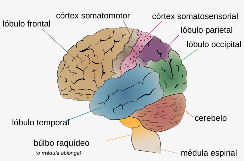 Editar A Fonte] - Human Brain, transparent png download