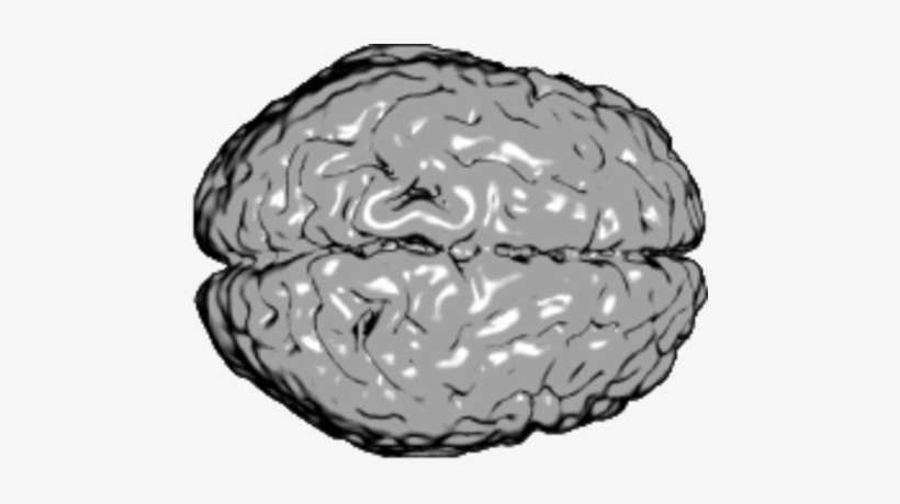 <p>foto - Wikipedia - - Longitudinal Fissure, transparent png download