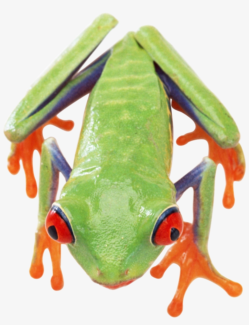 Frog Png, transparent png download