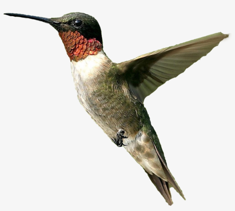 Hummingbird Hd Transparent Png File - Hummingbird Png, transparent png download