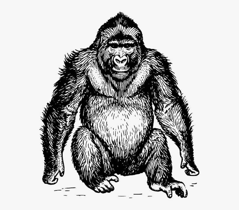 Ape Wild Sitting Mammal Hairy Gorilla Animal Black And White Gorilla Transparent Png 549x640 Free Download On Nicepng