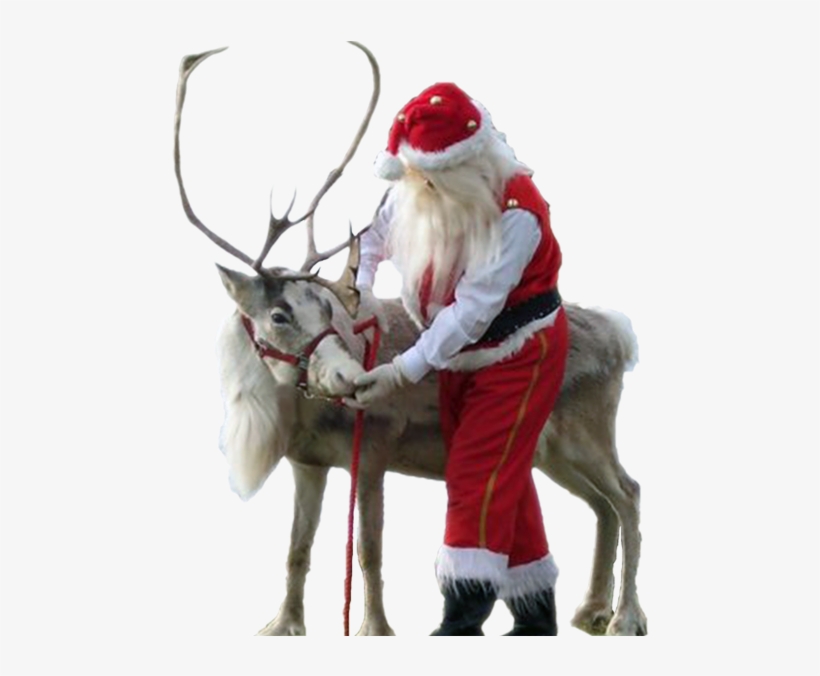 The Best Christmas Attraction Ever - Real Santa And Reindeer Png, transparent png download