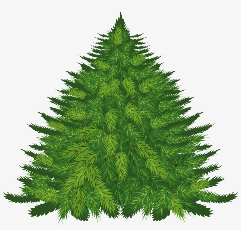 Brad De Craciun Fundal Transparent, transparent png download