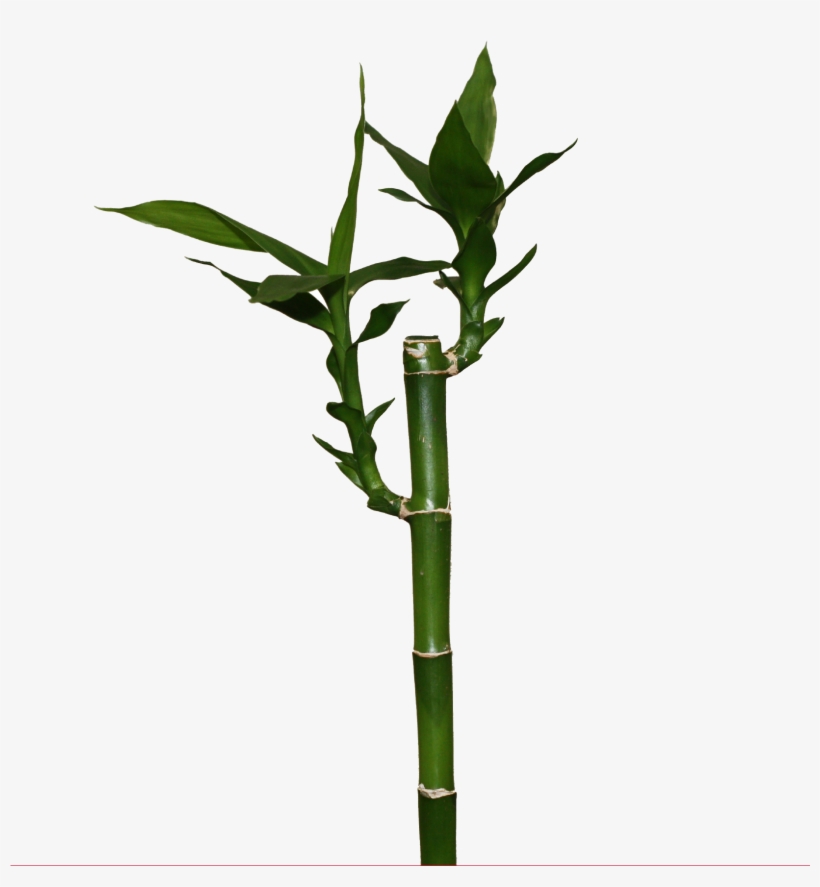 Lucky Recht - Lucky Bamboo Png, transparent png download