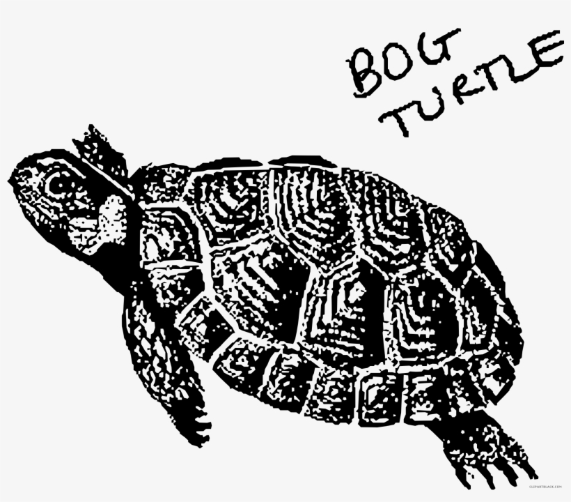Prairie Falcon Clipart Turtle - Bog Turtle Clipart, transparent png download