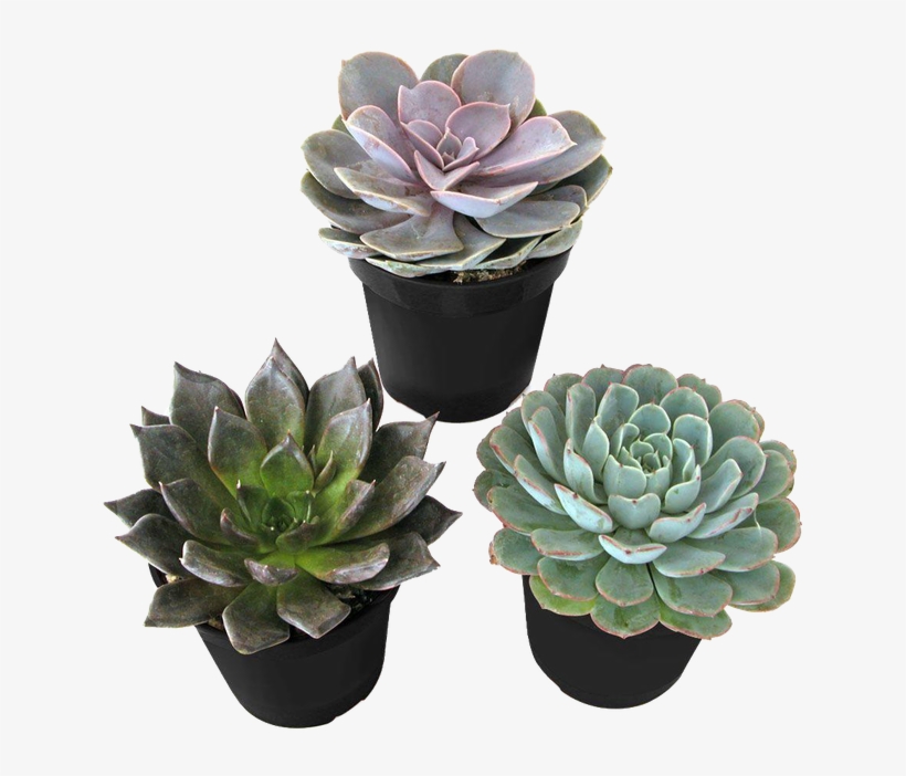 Succulents - Emma Chamberlain Inspired Outfits, transparent png download