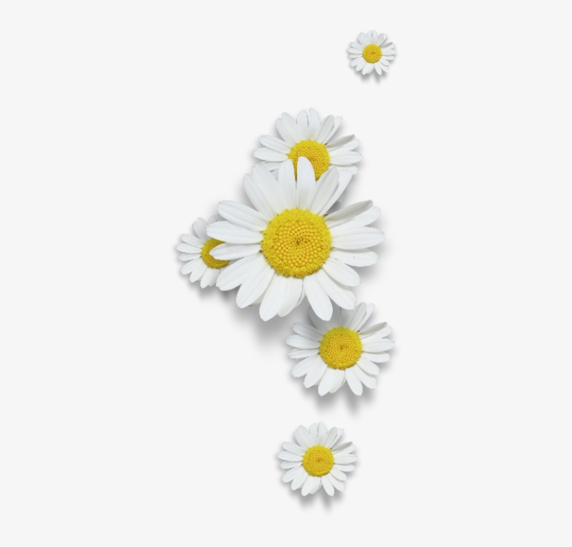 Oxeye Daisy, transparent png download