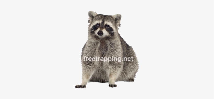 Raccoons Carry A Host Of Dangerous Diseases Like Rabies - Canadabis: The Canadian Weed Reader - Trade Paperback, transparent png download