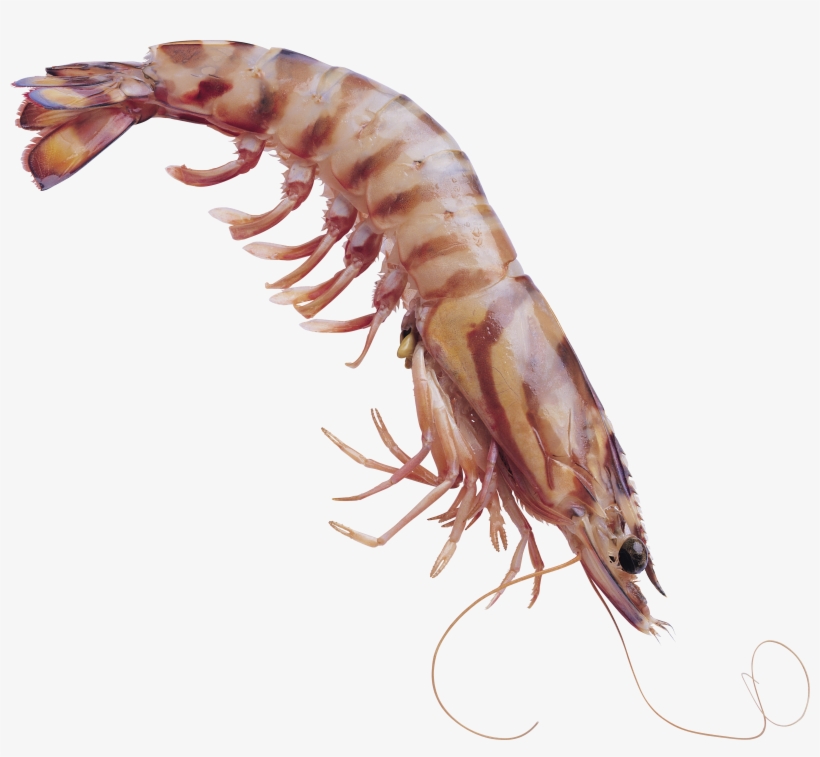 Shrimps Png - Shrimp, transparent png download