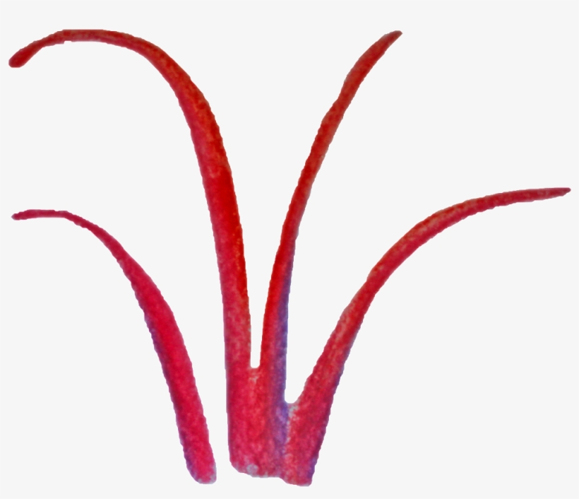 Red, transparent png download