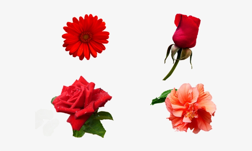 Flower, transparent png download