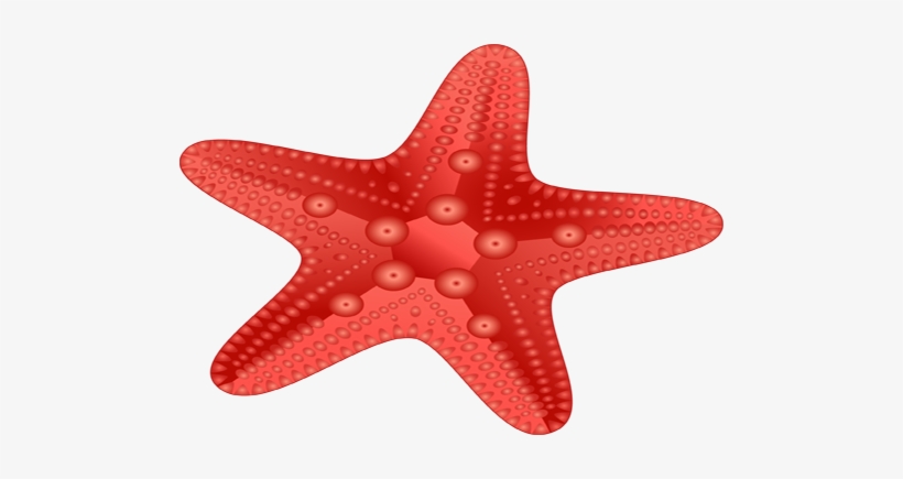 Red Starfish Png - Starfish, transparent png download