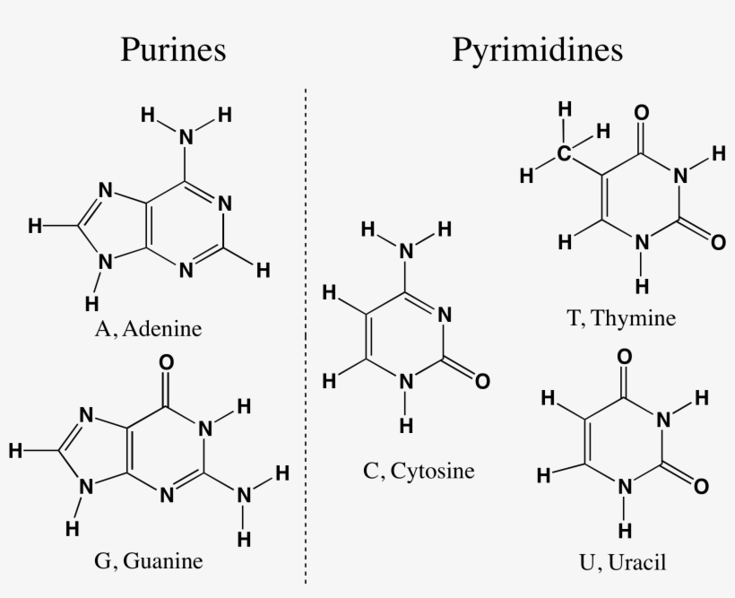 Purine-pyrimidine - Purines And Pyrimidines Png, transparent png download