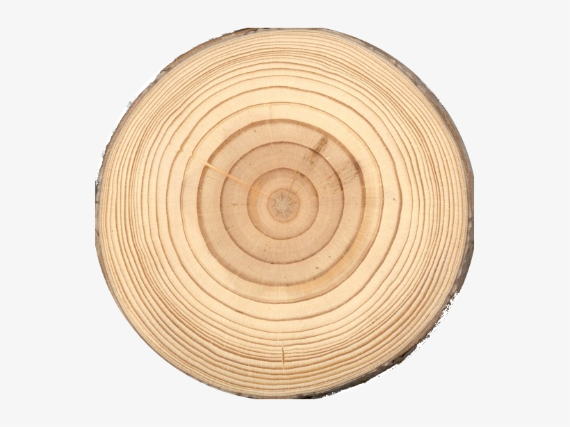Other Woods And Mosses Notes - Tree Trunk Top Png, transparent png download