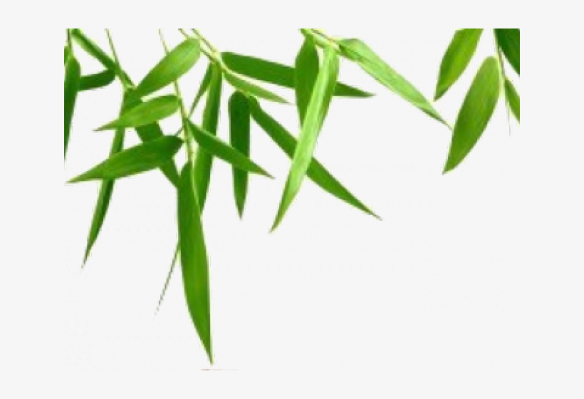 Bamboo Png Transparent Images - Green Leaves Transparent Background, transparent png download