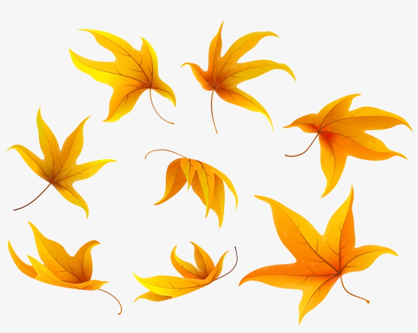 Fall Leaves Png, transparent png download