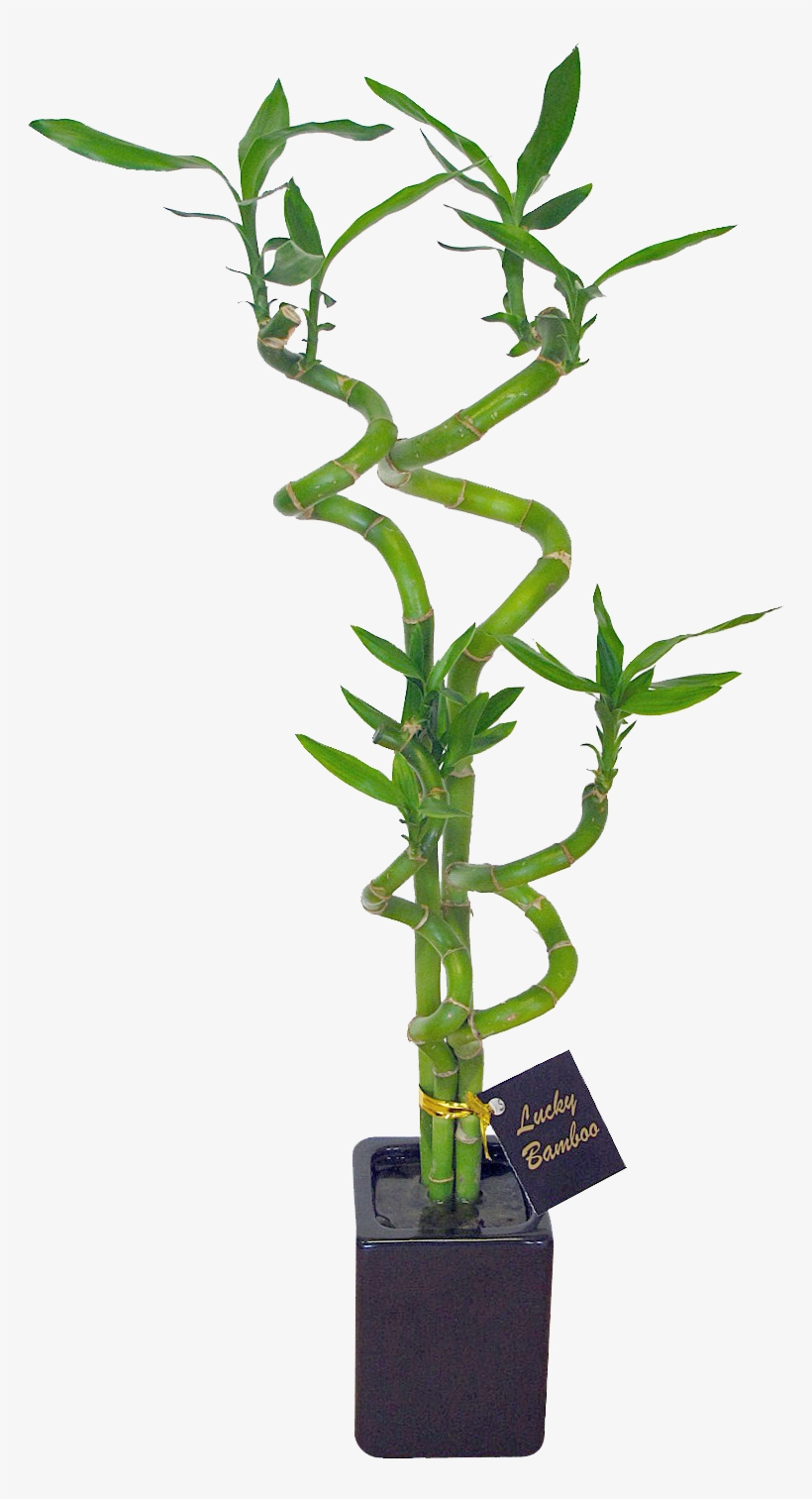 Go To Image - Lucky Bamboo Plant Nz, transparent png download
