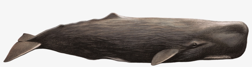 Capodoglio, transparent png download