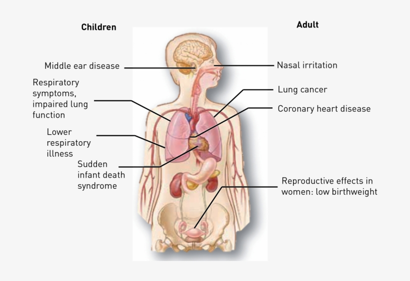 The Dangers Of Second-hand Smoke Exposure - Diseases Does Smoking Cause, transparent png download