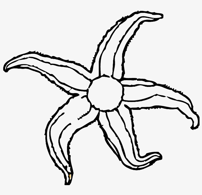 Starfish Clip Art, transparent png download