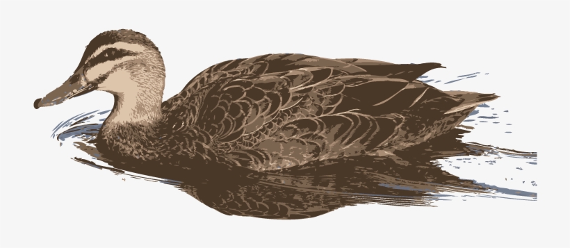 Pacific Blue Duck - Mallard, transparent png download