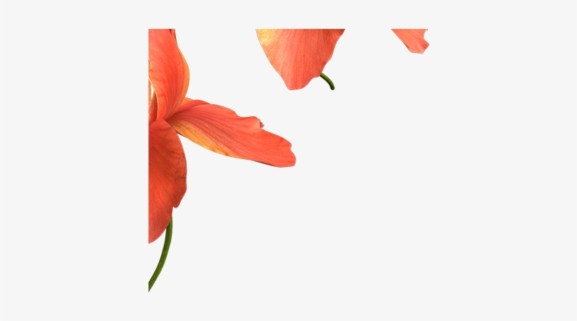 And For The Flower In The Foreground I Used Zdepth - Blurred Flower Images Png, transparent png download