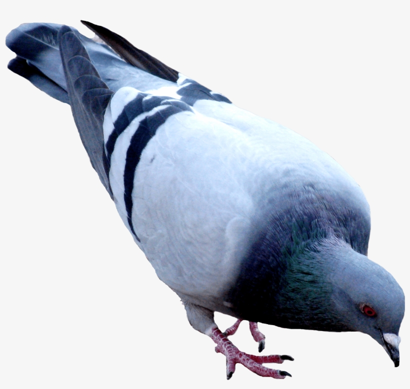 Street Pigeon Png Image - Pigeon Png, transparent png download