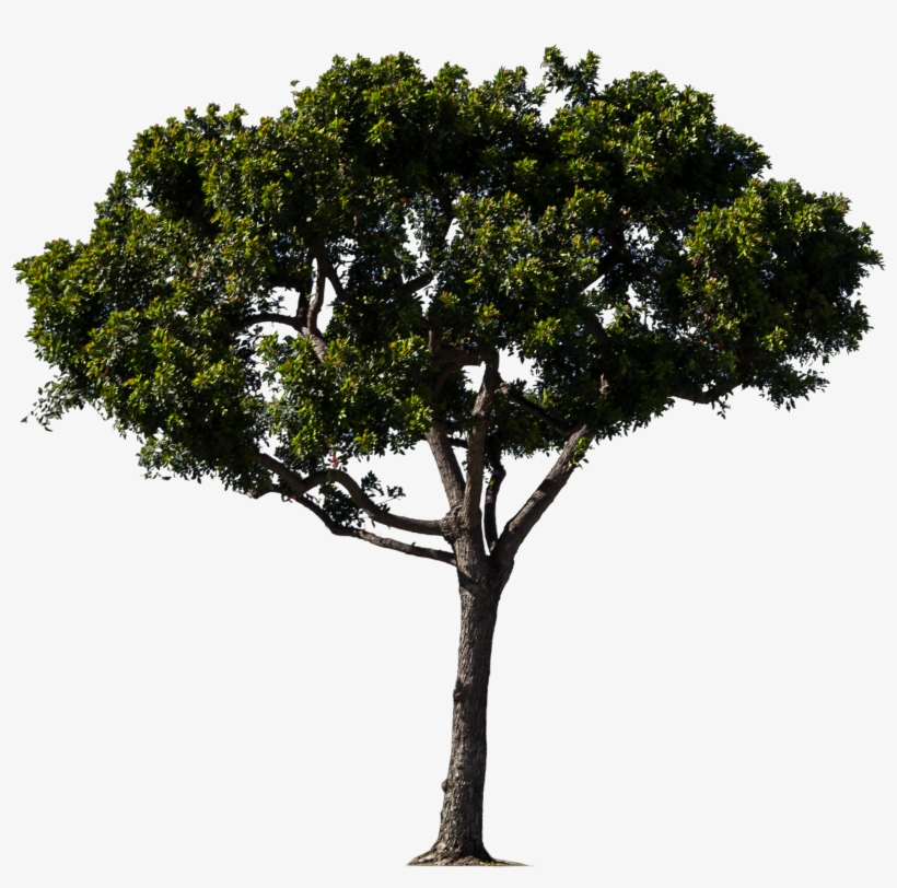 Pine Trees Png Google, transparent png download