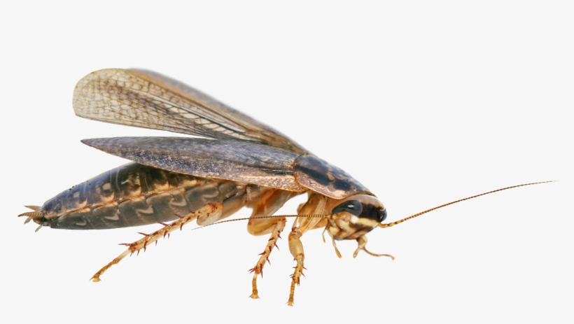Cucaracha Americana - Cucaracha .png, transparent png download