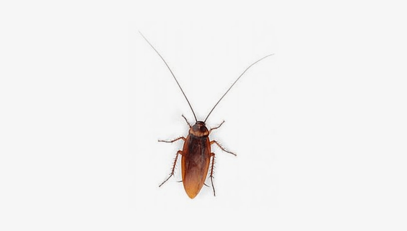 Cucaracha Vista Superior - Png Cockroach, transparent png download