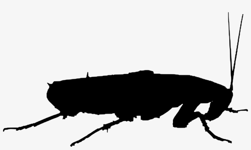 Las Cucarachas Son Vistas Como Una De Las Criaturas - Cockroach Silhouette, transparent png download