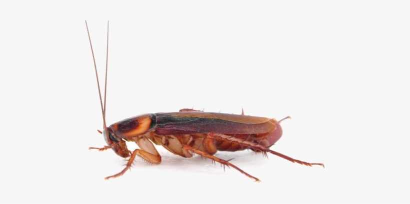 Qué Tipo De Plagas Solucionamos - Montessori Insect Animal Match Cards And Figurines., transparent png download