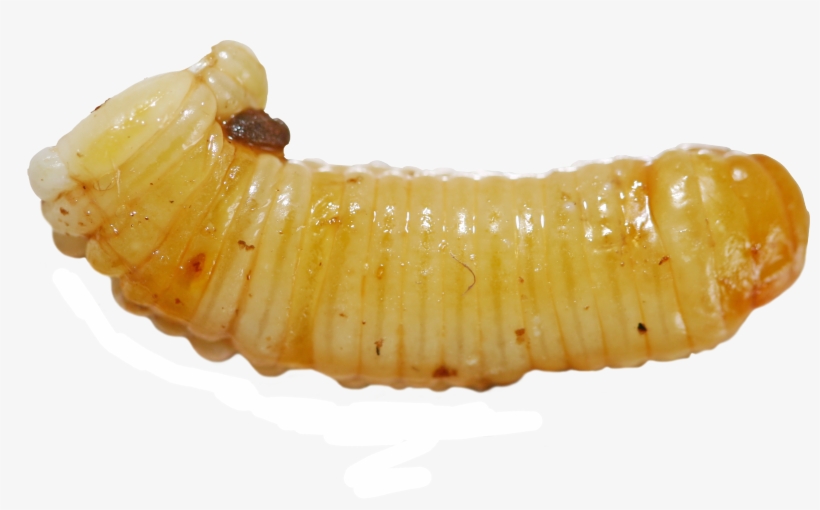 Ooteca - Larvas Png, transparent png download