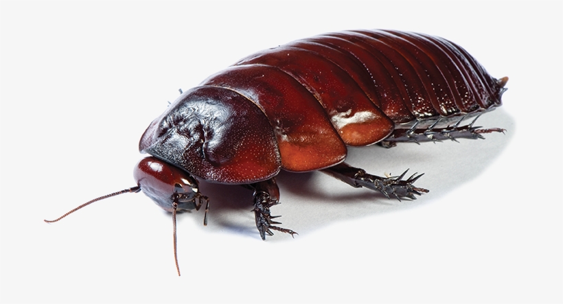 Australian Cockroach, transparent png download