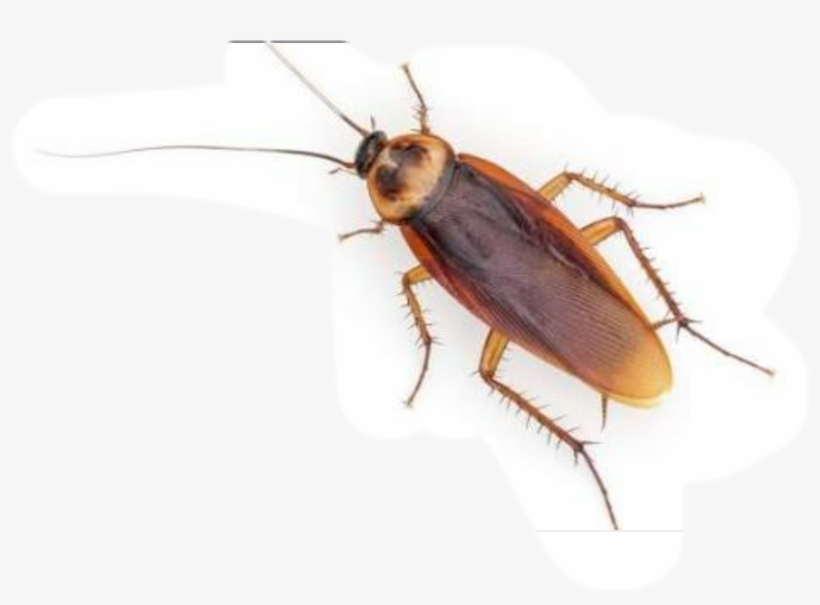 Reportar Abuso - Periplaneta Australasiae Ve Periplaneta Americana, transparent png download