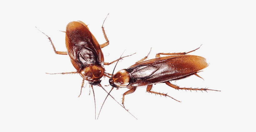 Cucaracha Americana - Cockroach Family Transparent Background, transparent png download