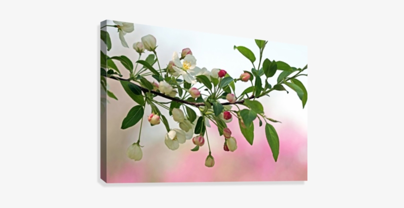 Snowdrift Crabapple Canvas Print - Printing, transparent png download
