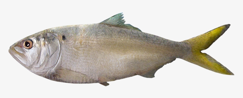 Brevoortia Gunteri - Pez En Png, transparent png download