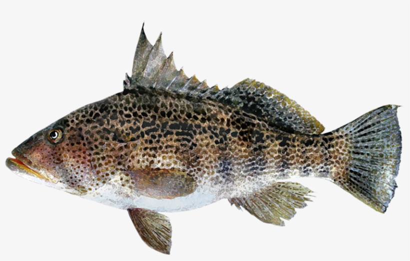 Paralabrax Maculatofasciatus - Small Spotted Sand Bass, transparent png download