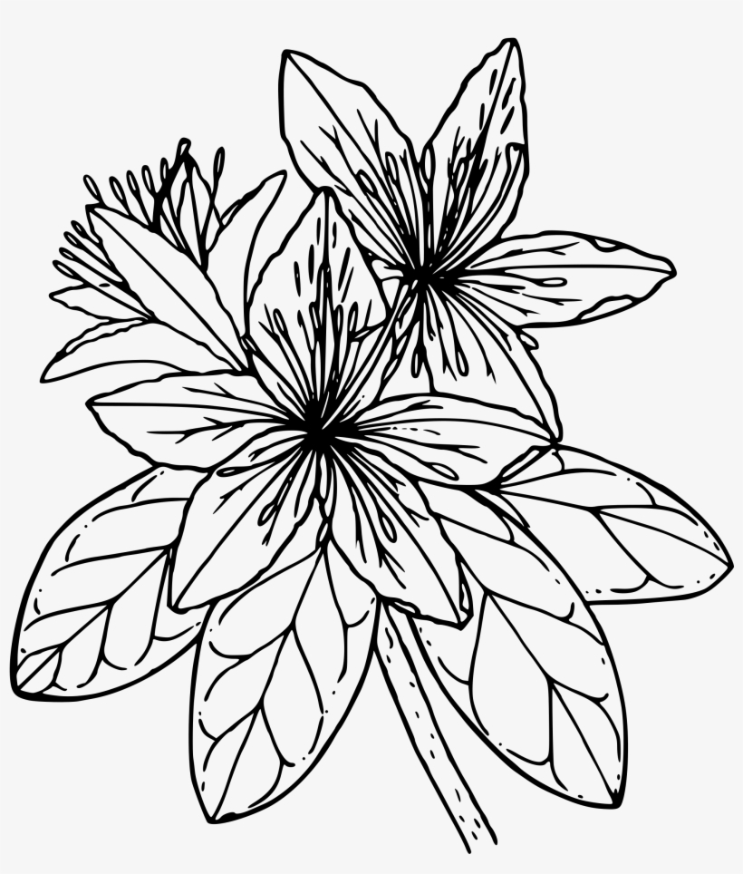 This Free Icons Png Design Of Pacific Azalea, transparent png download