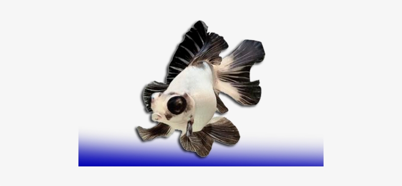Telescopios - Pesce Black Moor Panda, transparent png download