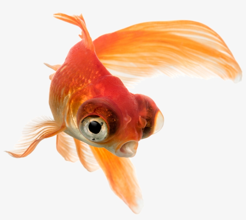 Pez Telescopio Aquatropolis Mallorca - Water, transparent png download