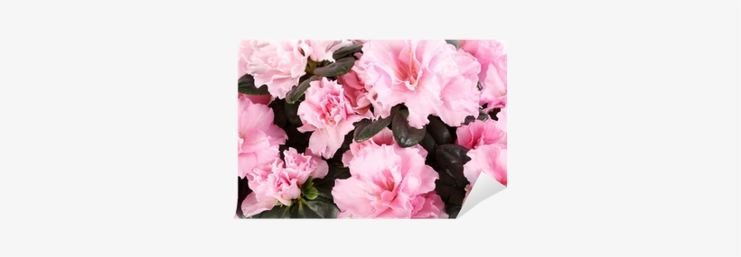 Rhododendron, transparent png download
