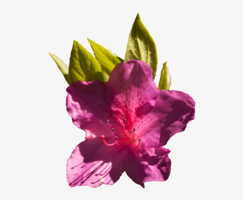 Azalea Celebration - Wral Azalea Garden, transparent png download