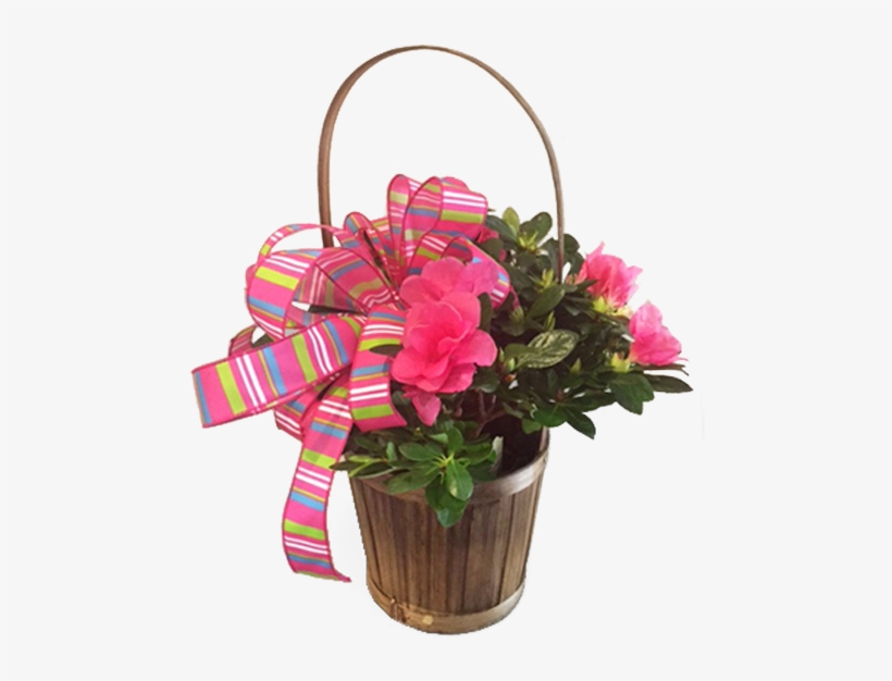 Basket Azalea - Crystal Gardens Florist, transparent png download