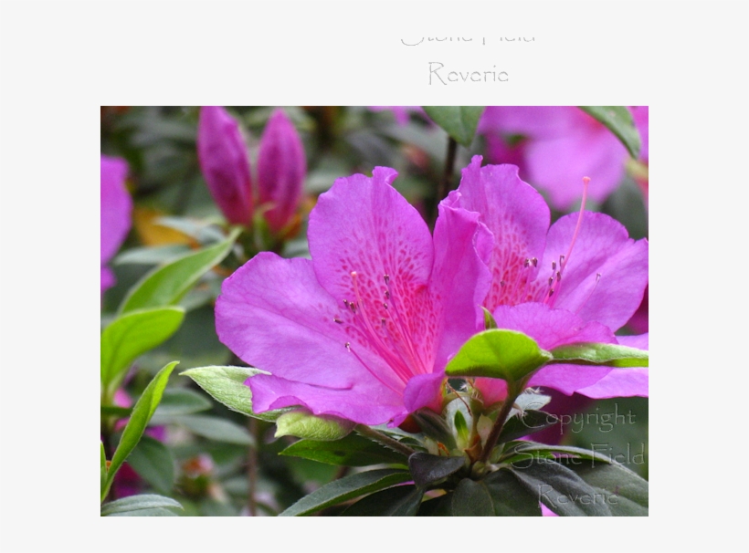 Mercer Fuchsia Azalea - Peruvian Lily, transparent png download
